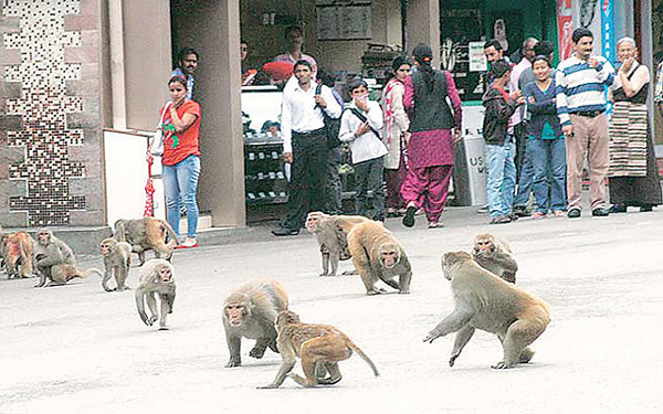 Photo of हसीन वादियों में बंदरों का कत्ल करेगी सरकार