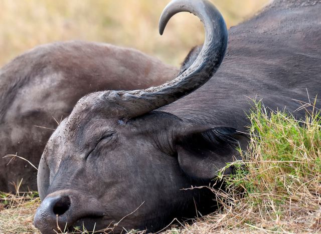 Photo of कहीं आपका पशु हार्ट अटैक से तो नहीं मर गया