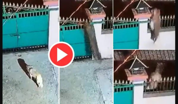 Photo of VIDEO : लखनऊ में तेंदुए का हमला , तीन लोगों को बनाया अपने गुस्से का शिकार