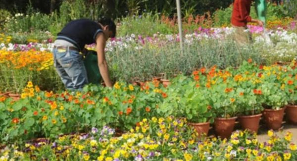Photo of उद्यान विभाग में बड़ा घोटाला, जांच में  कई अधिकारी दोषी पाए गए