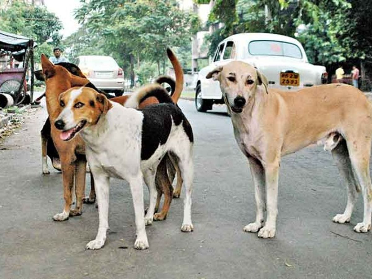 Photo of 18 कुत्तों को उतारा मौत के घाट, फिर आरोपी ने किया ये दावा