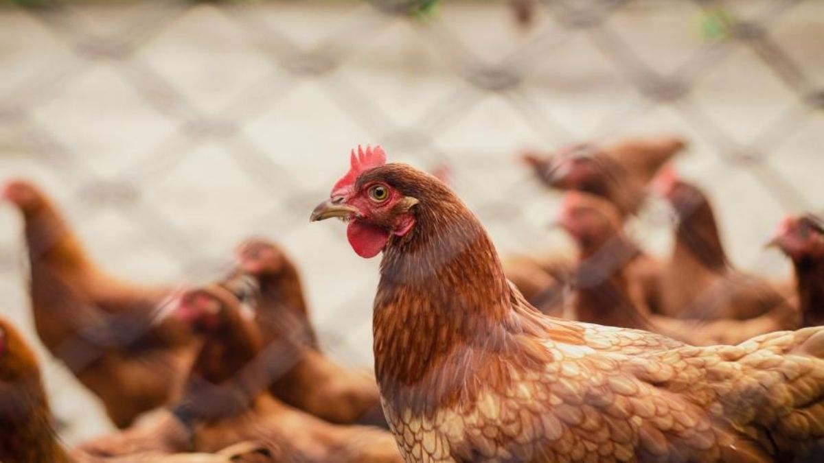 Photo of चीन में एक नए वायरस का कहर! H3N8 बर्ड फ्लू से पहली बार इंसान की मौत