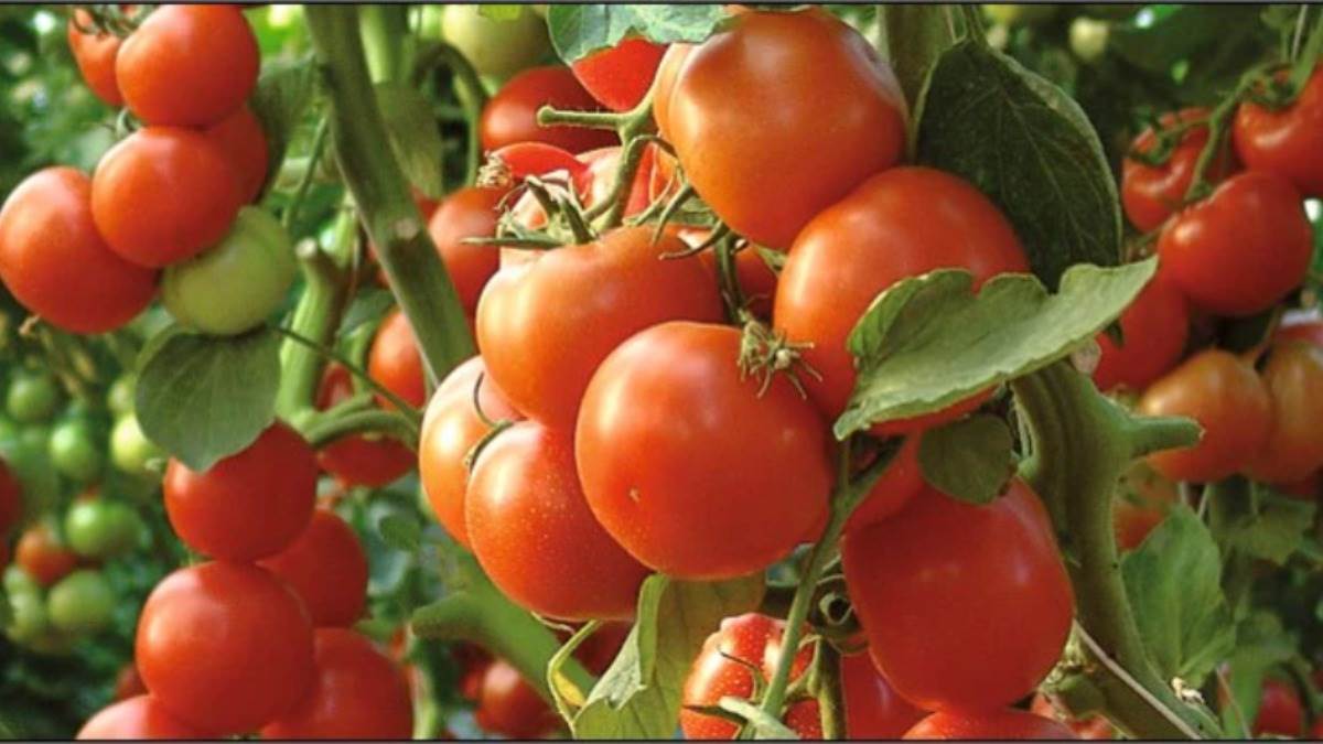 Photo of चोरों ने खेत में लगाई सेंध, चुराकर ले गए लाखो रुपए के टमाटर