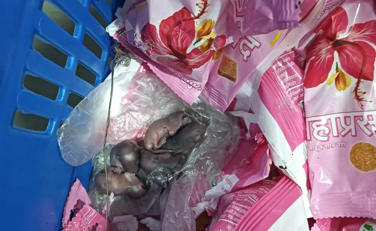 Photo of तिरुपति के बाद सिद्धिविनायक मंदिर के प्रसाद के पैकेट पर दिखे चूहे, वीडियो वायरल