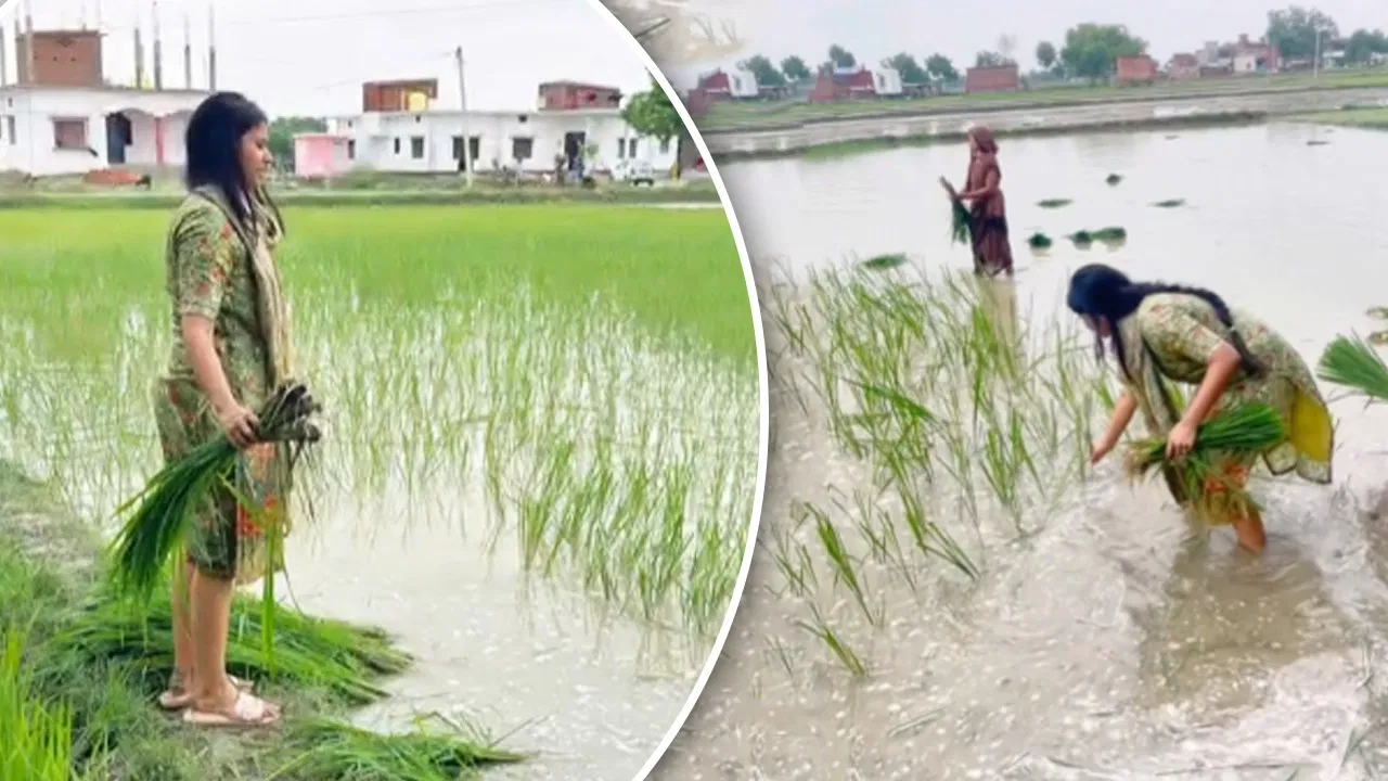 Photo of धान के खेत में उतरीं सांसद प्रिया सरोज, रिंकू सिंह के वायरल वीडियो ने बटोरी सुर्खियां