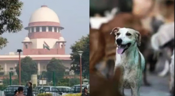 Photo of आवारा कुत्तों पर सुप्रीम कोर्ट में फिर सुनवाई, आदेश सुरक्षित