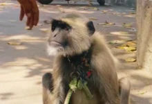 Photo of अलीगढ़ के डीएस डिग्री कॉलेज में ‘गोलू’ लंगूर बना गार्ड, 12 हजार सैलरी