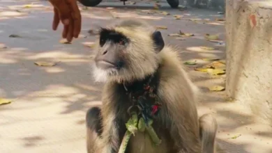 Photo of अलीगढ़ के डीएस डिग्री कॉलेज में ‘गोलू’ लंगूर बना गार्ड, 12 हजार सैलरी