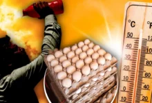 Photo of गर्मी का असर: क्यों बढ़ रहे हैं अंडों के दाम? जानिए कीमतों में उछाल की असली वजह