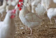 Photo of तेलंगाना में 50 हजार से ज्यादा चिकन शॉप बंद, जानें वजह