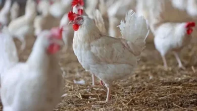 Photo of तेलंगाना में 50 हजार से ज्यादा चिकन शॉप बंद, जानें वजह