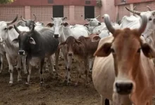 Photo of तमिलनाडु में गोवध बैन पर SC की रोक के बाद बड़ा सवाल, किस राज्य में क्या है कानून? जानिए पूरी डिटेल