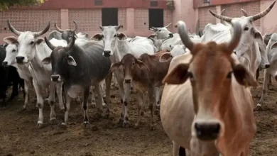 Photo of तमिलनाडु में गोवध बैन पर SC की रोक के बाद बड़ा सवाल, किस राज्य में क्या है कानून? जानिए पूरी डिटेल